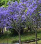 Jacaranda com 1.20m