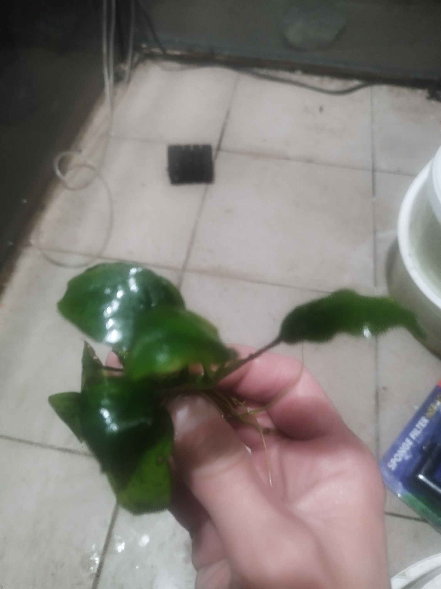 Anubias rośliny akwariowe