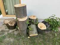 Drzewo Dąb, kawalki 40cm