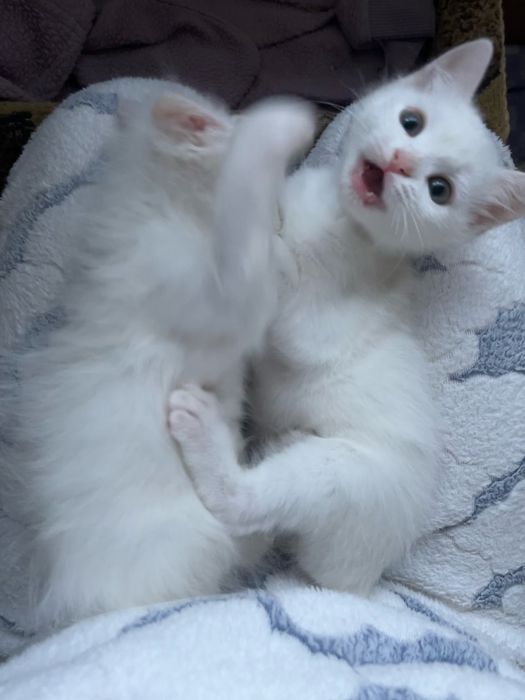 Віддам у добрі руки