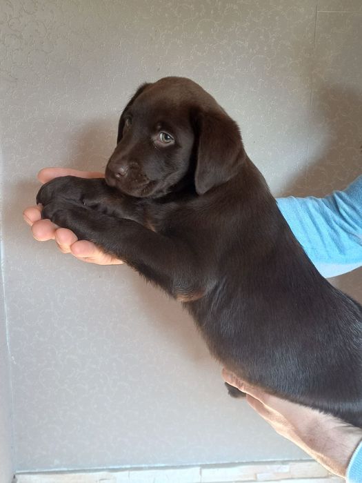 Хлопчик шоколад лабрадорчик доставка по Украіні, Німеччину