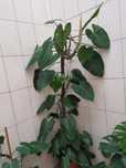 Planta de interior