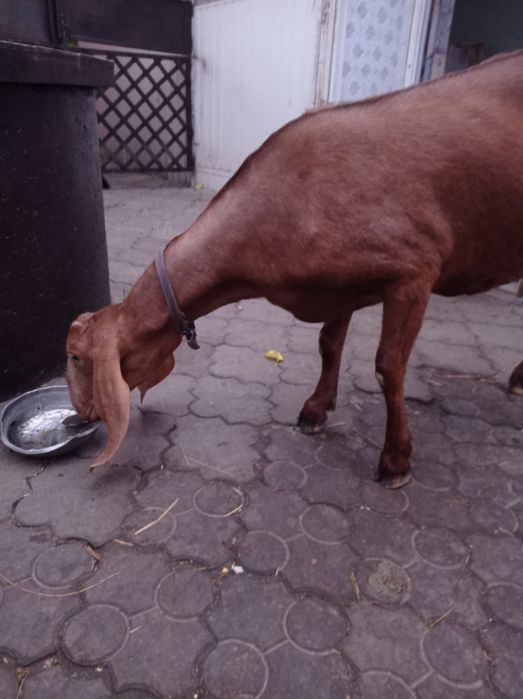 Продам козу нубо-камори