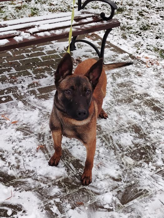 Owczarek Belgijski oddam max 50km
