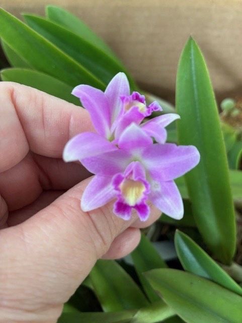 Орхідея Laelia alaorii x laelia rupestris