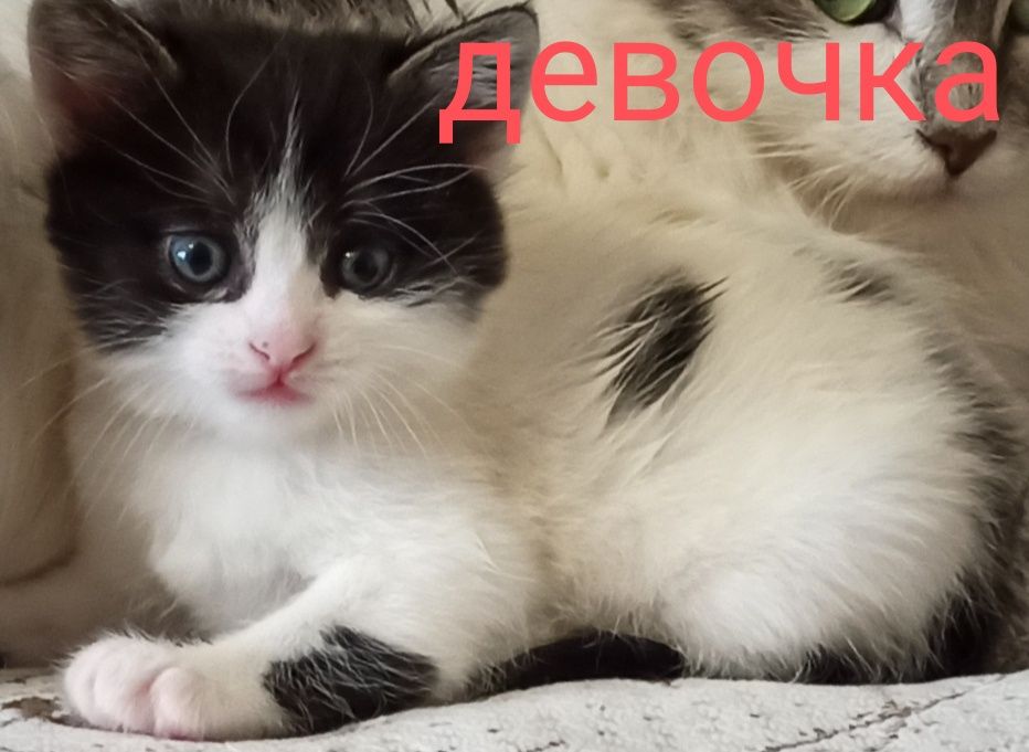 Котята бесплатно