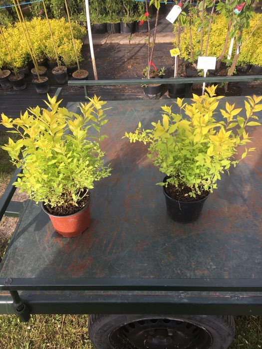 Tawuła japońska ’Goldmound’ (Spiraea japonica)- 30-40cm