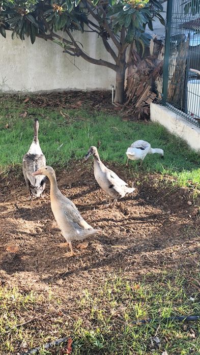 Bando de patos corredores