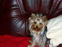 Yorkshire Terrier Sunia FCI