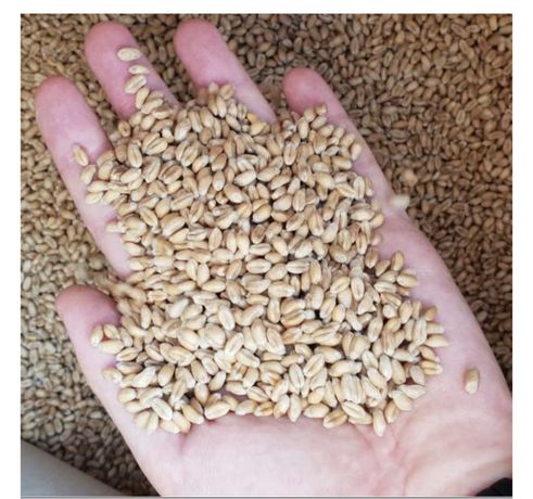 Продам зерно пшениці.