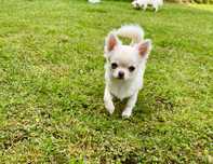 Suczka chihuahua długowłosy