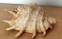 Duża naturalna muszla Lambis truncata 1kg 26cm
