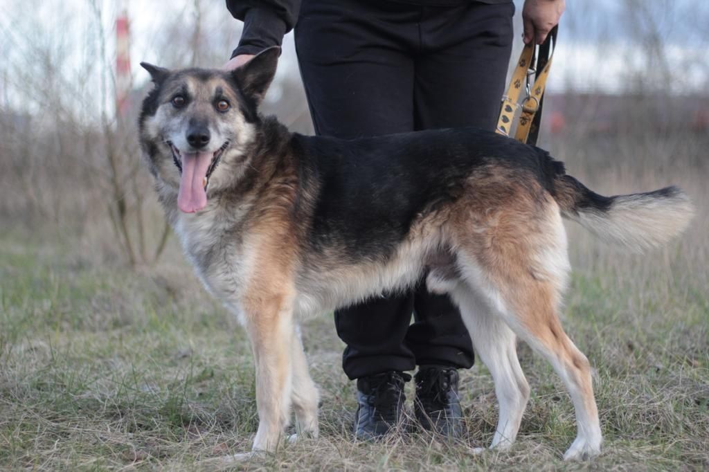 Łagodny, przyjazny Rex do adopcji