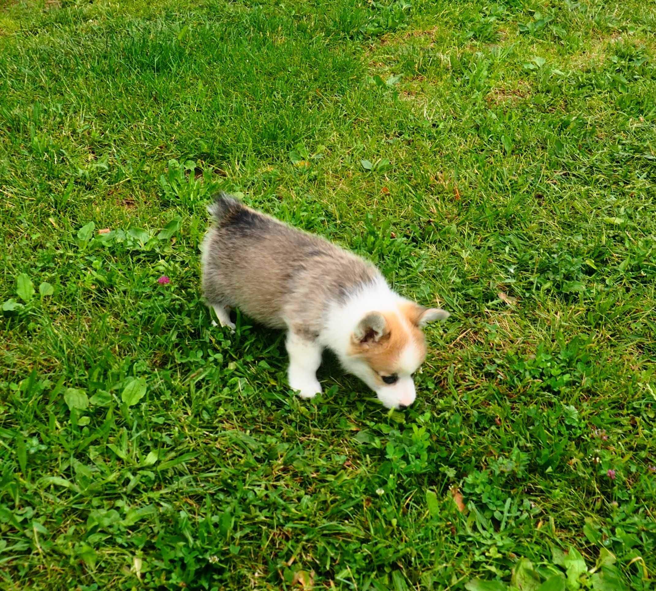 Welsh Corgi Pembroke piesek rudo- biały Natural Bobtail CHEDDAR