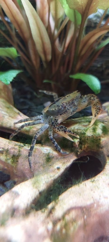 Krab Mekhong  młode