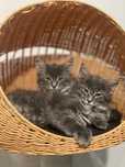 Kocięta Maine Coon niebieskie pręgowane