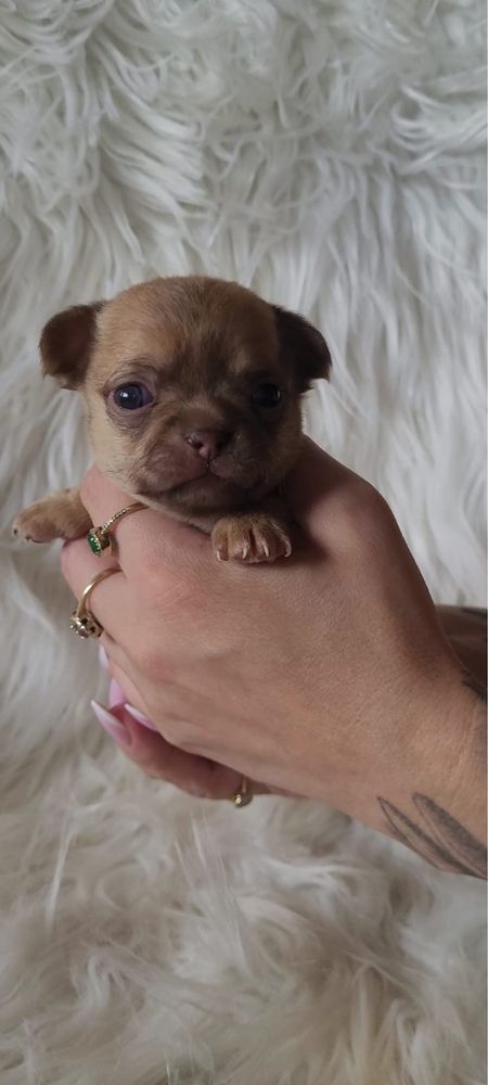 REZERWACJA !Chihuahua maleńka suczka krótkowłosa