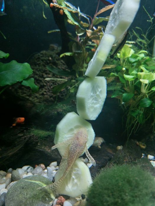 Sprzedam lub zamienię