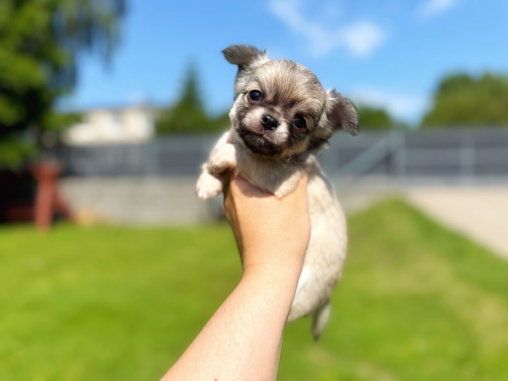 Gotowy do odbioru ! Chihuahua długowłosy chłopiec ZKwP FCI