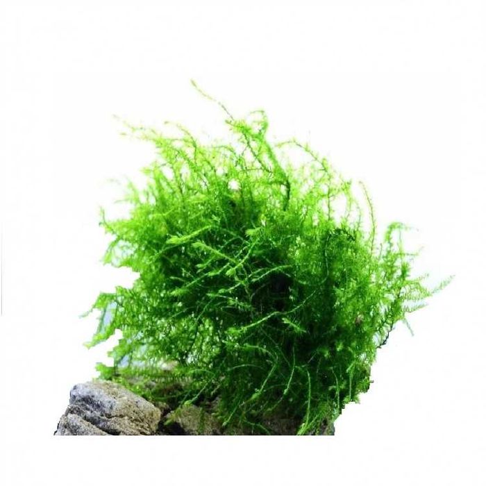 Мох Бабл. Аквариумные растения
