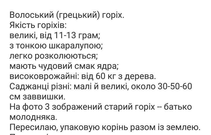 Саджанець грецького горіха