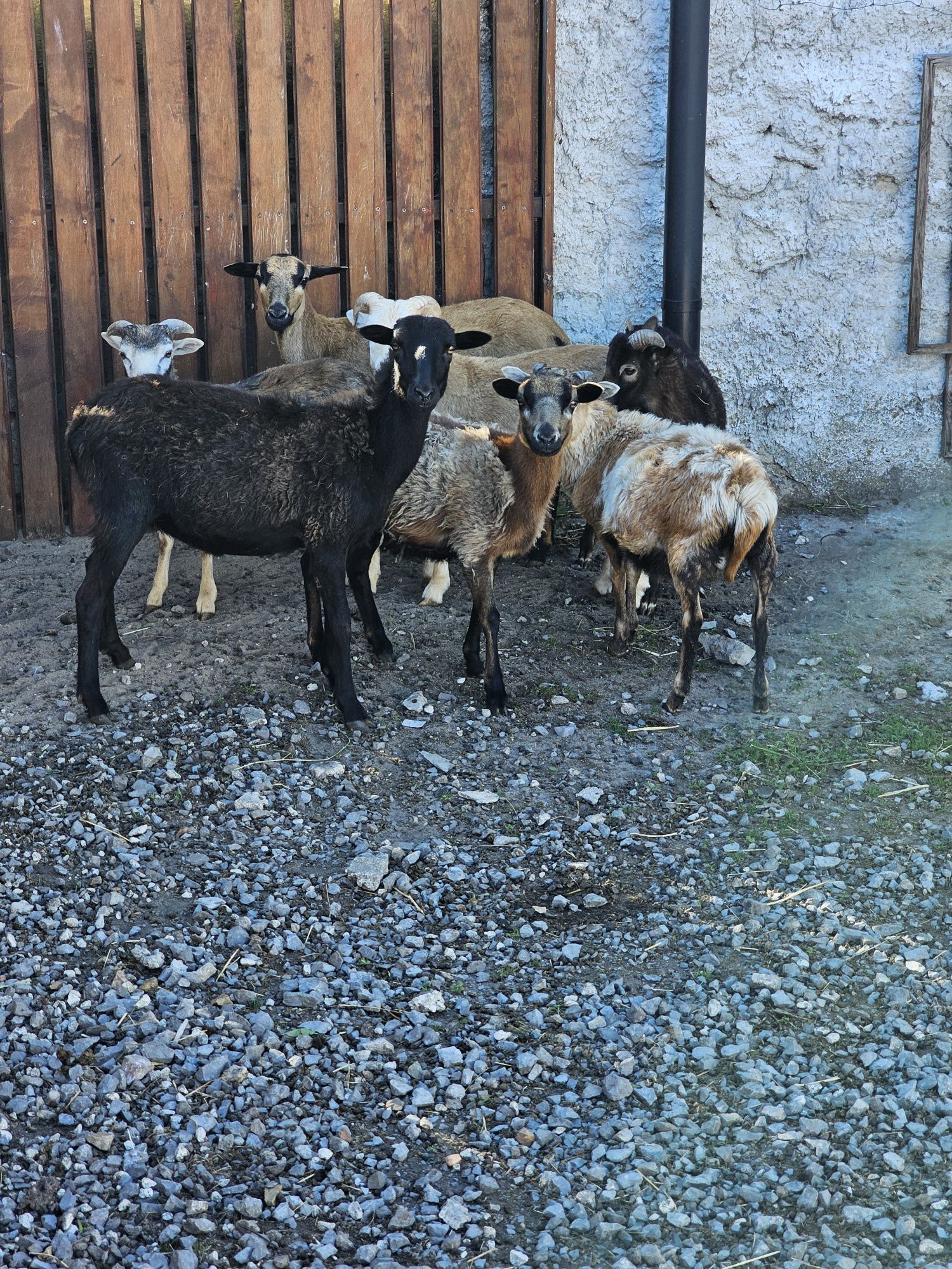 Owca baran para kamerunskie tryk Jarka