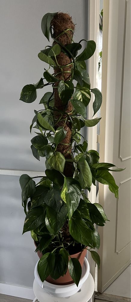 Vendo cortes de pothos / epipremnum