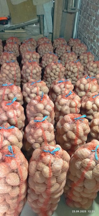 Картопля Тайфун////