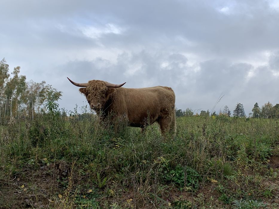 Sprzedam byka highland