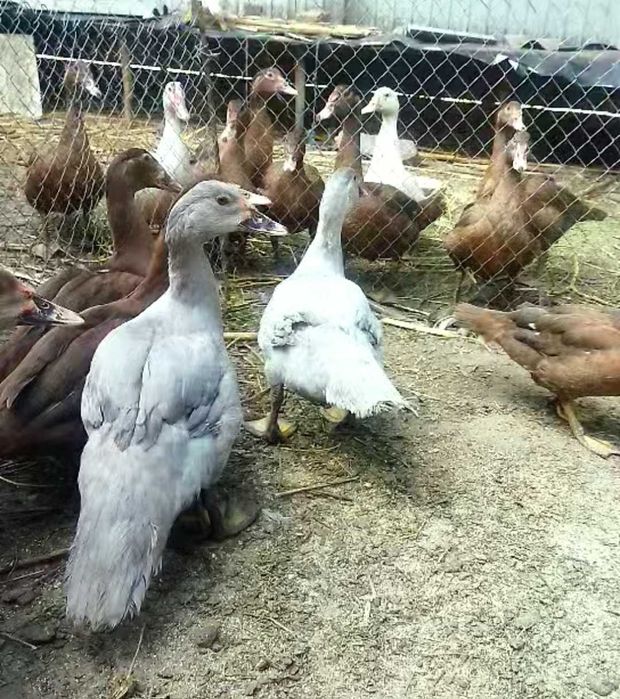 Інкубаційне яйце Мускусних качок(франц.та німец.лінії)