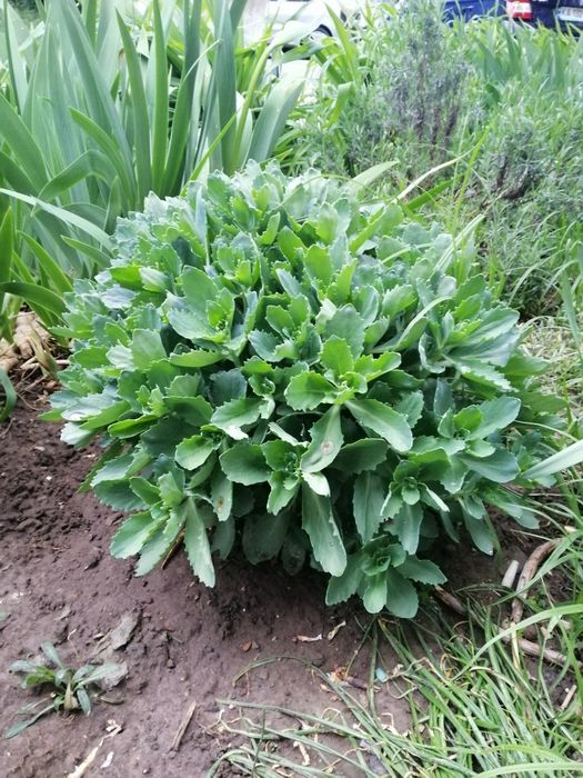 Продам шикарні квіти седум!