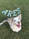 „Ares” Border Collie o umaszczeniu LILAC-MERLE FCI