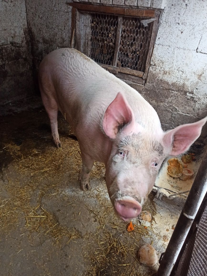 Продам кабана живою вагою