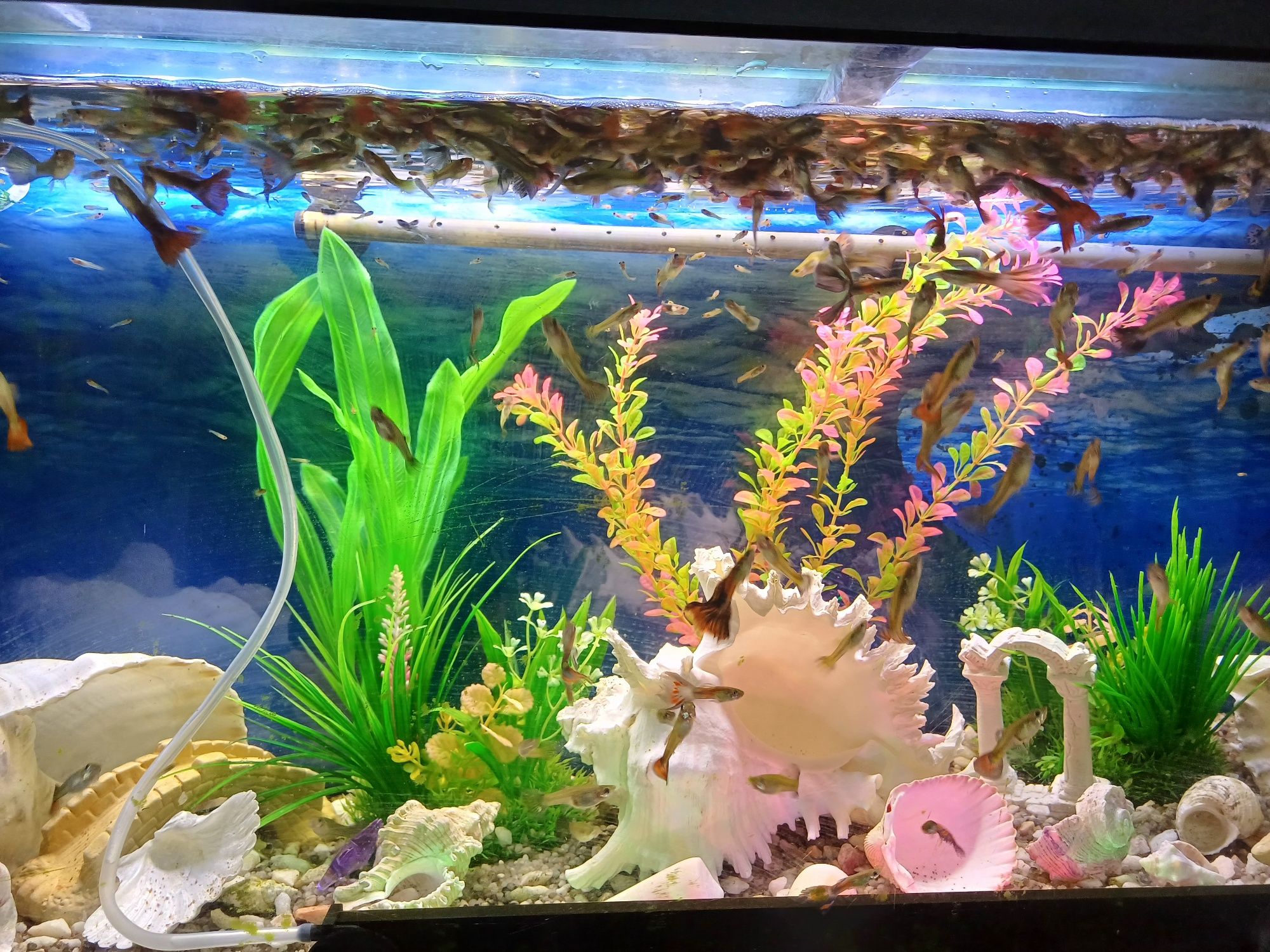 Vendo peixes Guppy por unid.