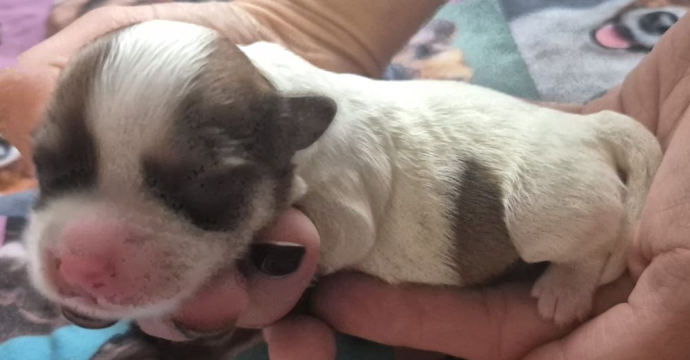 Do Rezerwacji Sunia Morkie