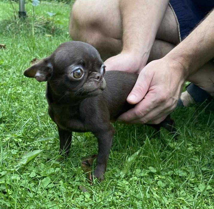 REZERWACJA*Dla konesera rasy Chihuahua CUDNA czekoladowa suczka*FURIA*