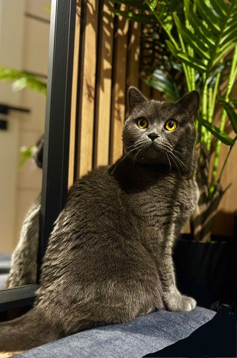 Kot brytyjski 2.5 lata