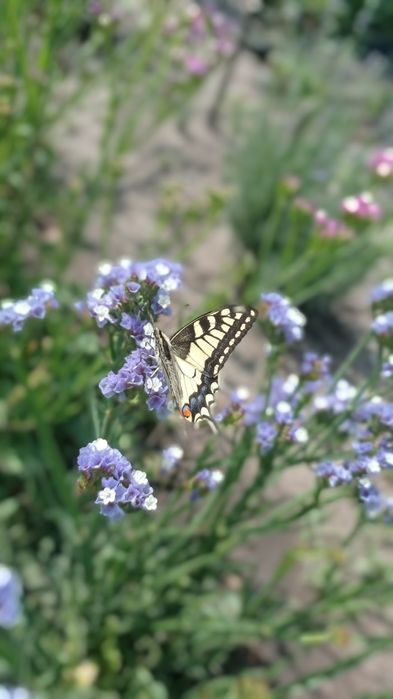 Квіткова композиція із сухоцвітів у подарунковому кошику