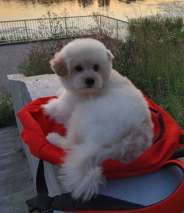 Сладкий и милый щенок шпиц*пу после вакцинации