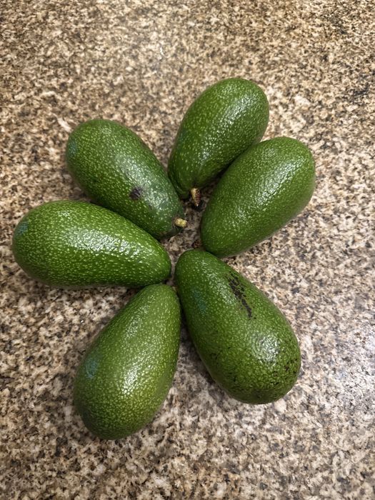 Kiwis amarelos e verdes, abacates