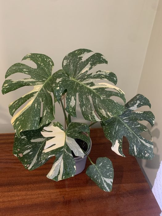 Велика монстера Альба та Тайське Сузіря