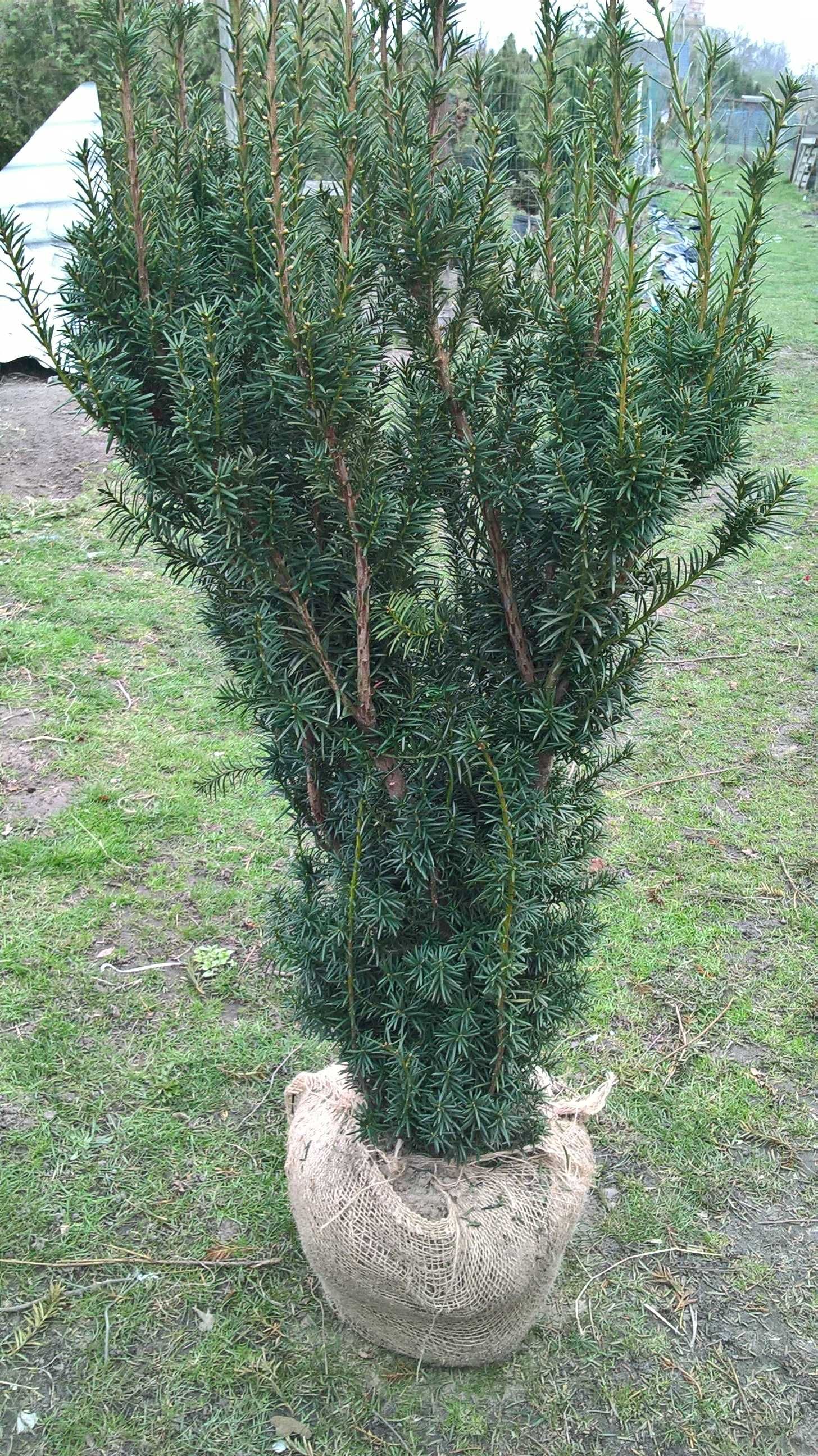 Cis Hicksii Duży Żywopłot