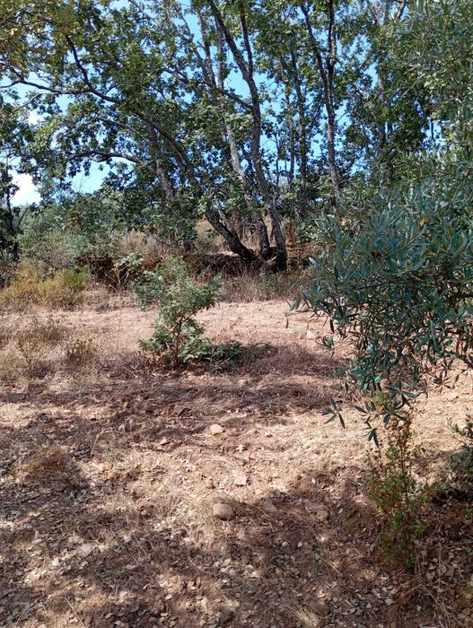 Terreno agrícola em Aldeia do Bispo/Penamacor com 1 hectare.