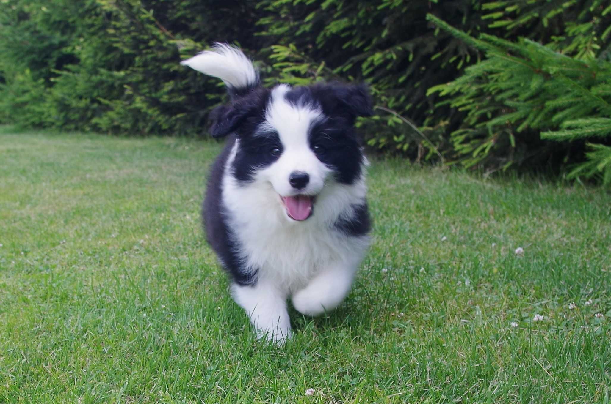 Border Collie - ZKwP/FCI śliczny piesek po Championach