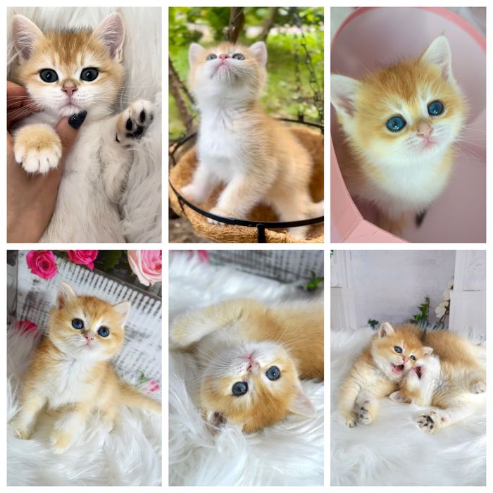 Британська золота шиншила