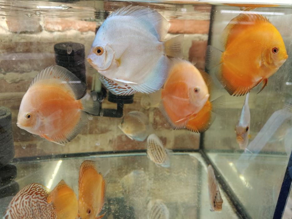 MISIEKZOO Dyskowce Paletki - 12-13 cm różne kolory tylko 170 zł