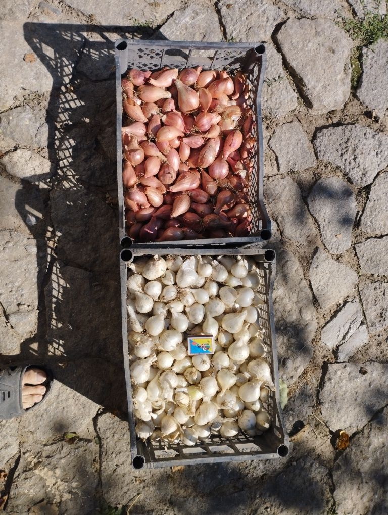 Продам цибулю кущівку.