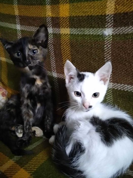 Кошенята в добрі руки