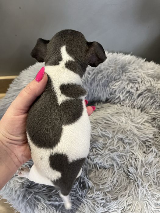 Cudny Łaciaty Niebieski Chihuahua *Miniaturka*
