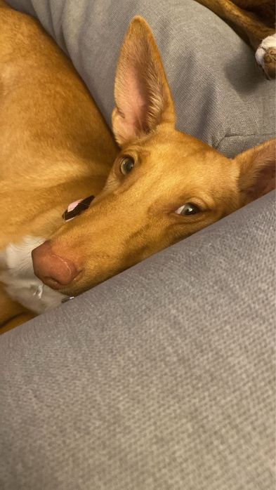 CARYA - cachorra para adoção responsavek